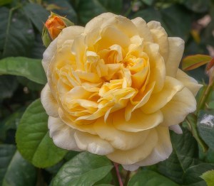 Moonlight Romantica Hybrid Tea Rose